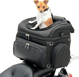 A chihuahua sitting inside a motorcycle mounted pet carrier.
