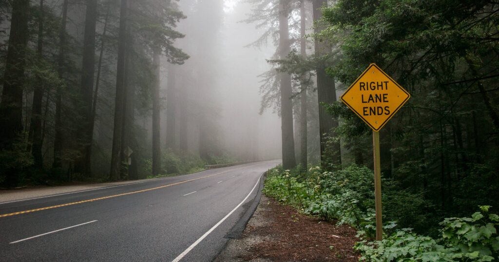 Mist in the Redwood Forest